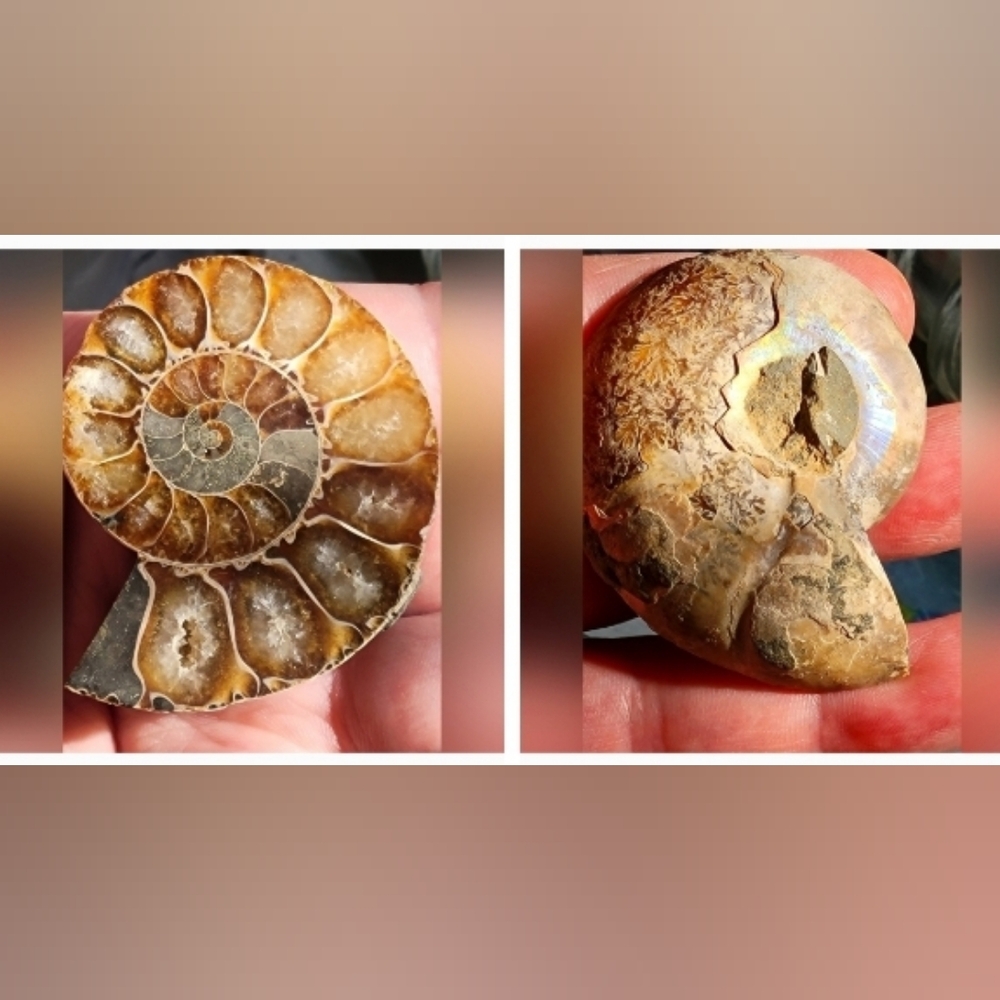 212ct Iridescent Ammonite Ammolite Specimen Fossil Natural Crystal